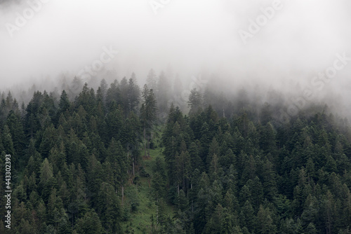 Fototapeta Naklejka Na Ścianę i Meble -  delle nuvole basse sul bosco dopo un forte temporale in montagna
