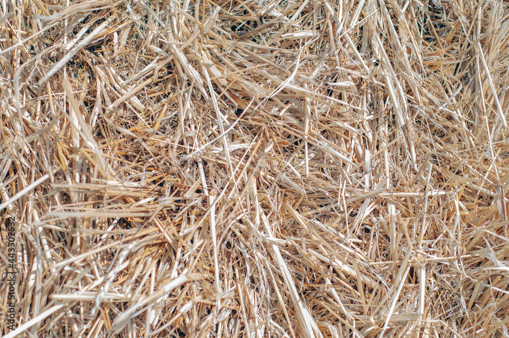 background, texture or wallpaper made of hay close-up. Building material and livestock feed from dry yellow and brown grass