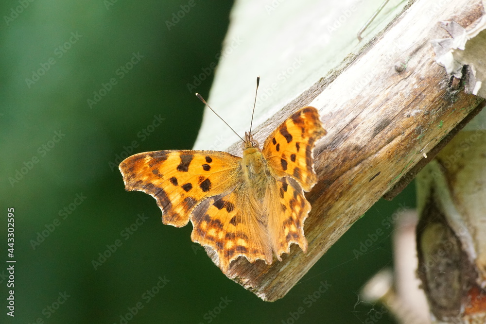 Fototapeta premium Motyl ,motyl na drewnie ,odpoczywający motyl ,kolorowy owad ,kolorowy owad