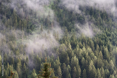 delle nuvole basse sul bosco dopo un forte temporale in montagna