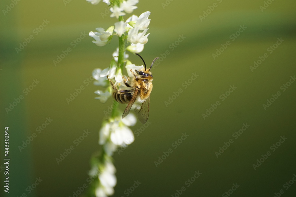 Pszczoła ,owad zapylający ,pszczoła na kwiecie - obrazy, fototapety, plakaty 