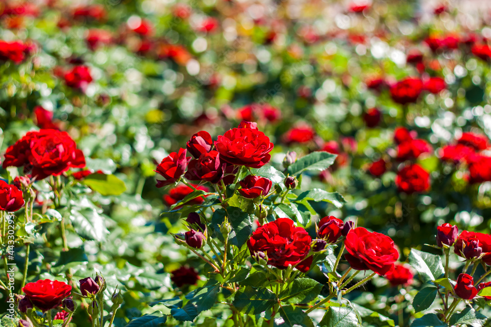 Red roses on a flower bed on a sunny day. Close-up on blurred greenery with copying of space, using as a background the natural landscape, ecology,