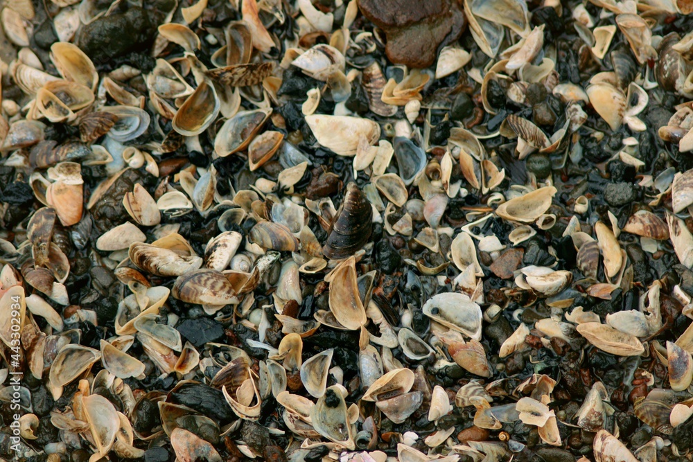 the bottom is covered with shells that are washed ashore - Stepnica, Poland the bottom is covered with shells that are washed ashore - Stepnica, Poland