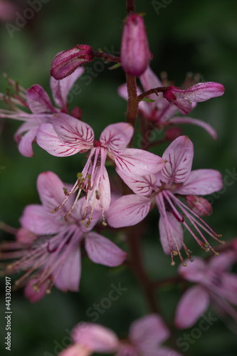 flowering bush of burning kupena, medicinal plant, purple inflorescences on the stem photo