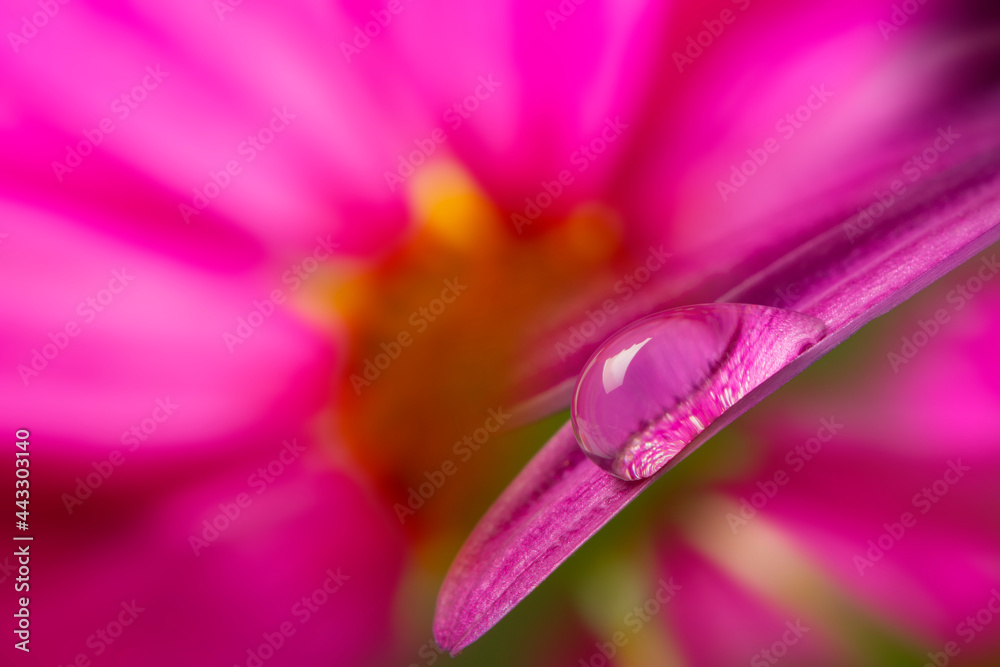flower with rain drop - macro photography