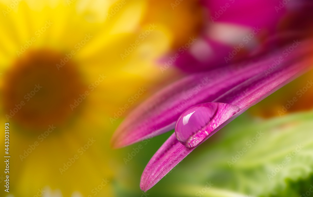 Fototapeta premium flower with rain drop - macro photography