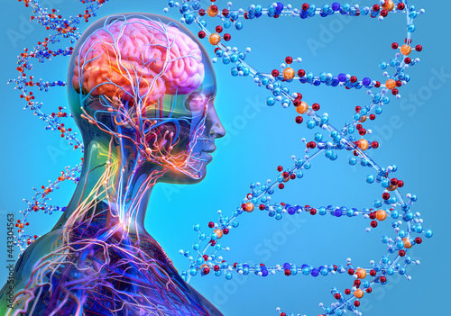 Fotografi Human heredity, genotype, genetic code, biological inheritance scientific illustration with brain, nervous system, DNA