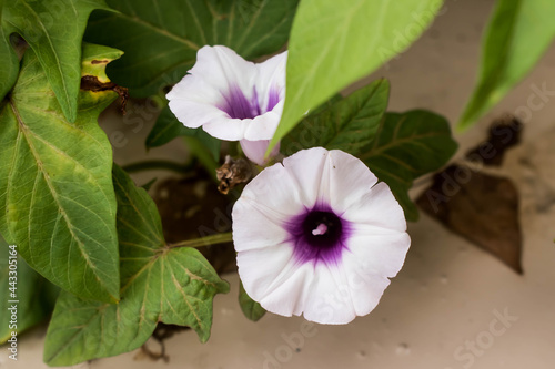 The flowers and leaves of an Okinawan sweet potato plant also know as ube with a scientific name of Ipomoea batatas grown on Oahu, Hawaii. Leaves can be eaten in salad and the yam in many dishes.