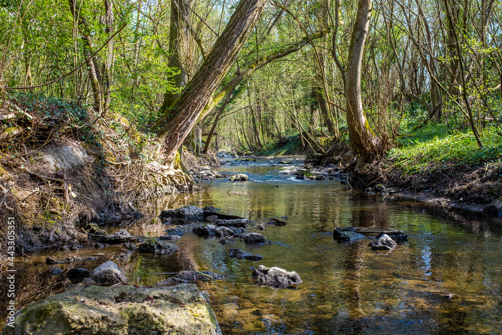 Small river with rapids in a forest setting Small river with rapids in a forest setting