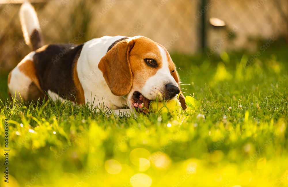 Beagle dog fun in garden outdoors lying on grassd with ball Dog theme.