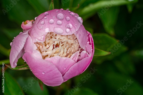 Fototapeta Naklejka Na Ścianę i Meble -  Close up of pink peony flower head covered in water droplets after shower