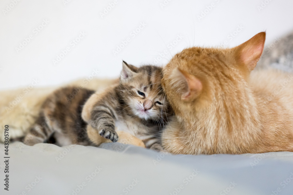 Katzenmutter mit Baby