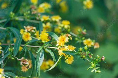 Shrubby St. John's Wort. Hypericum prolificum.