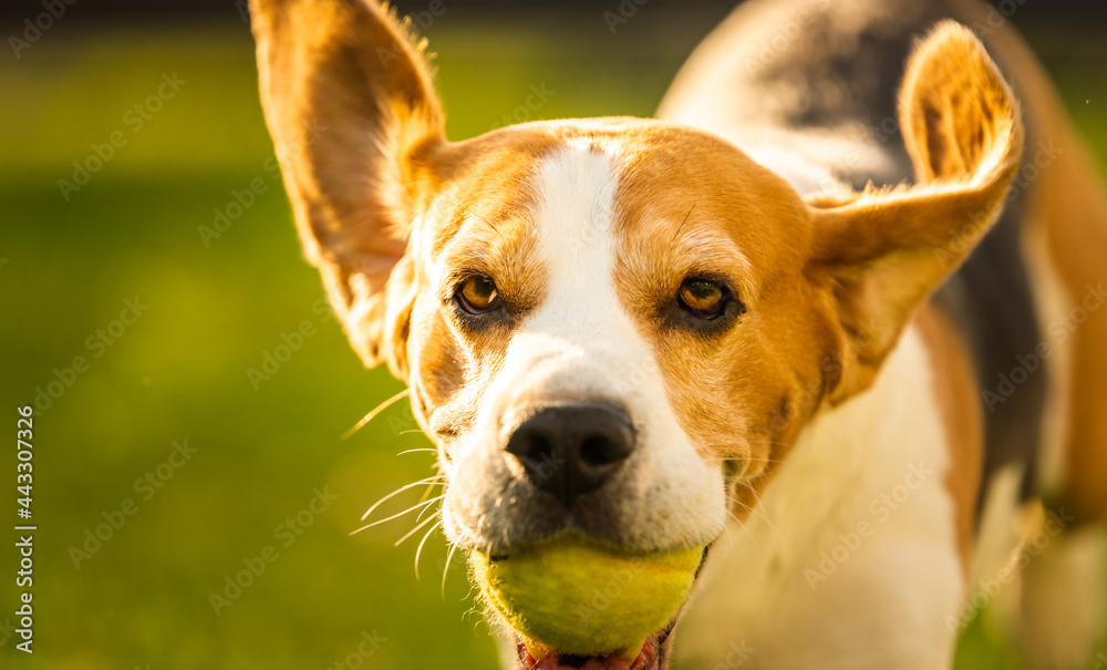 Beagle dog fun in garden outdoors run and jump with ball Dog theme. Beagle dog fun in garden outdoors run and jump with ball Dog theme.