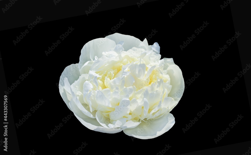 White peony head on black isolated background White peony head on black isolated background