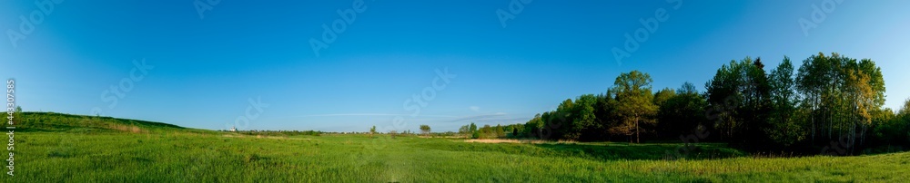 Spring forest and field on a background of blue sky