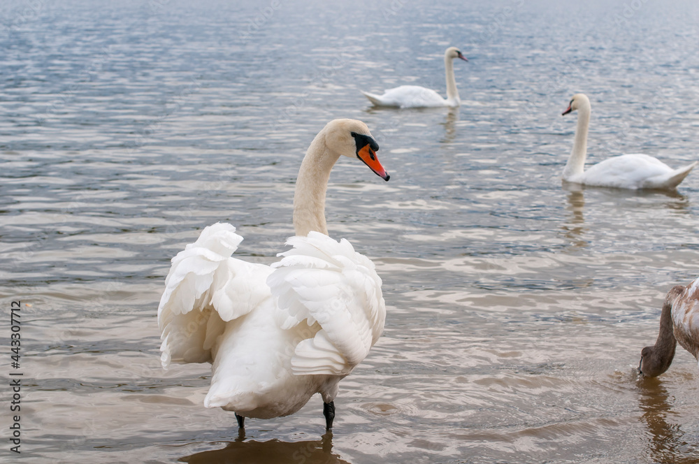 Naklejka premium white swans group on the lake swim well under the bright sun