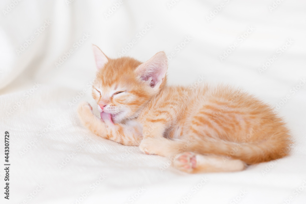 cute ginger kitten cat sleeping at home on a white bed. High quality photo