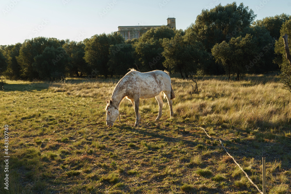 Lonely horse grazing in a field with olive trees in the background Lonely horse grazing in a field with olive trees in the background