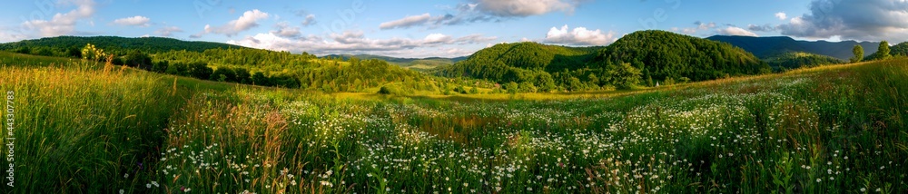 Panorama of wildflowers, daisies in the mountains