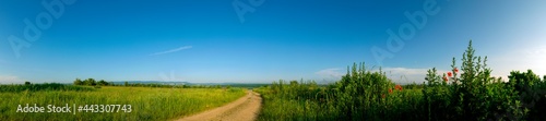 Panorama of a field road. Flowers and young crops of rape.
