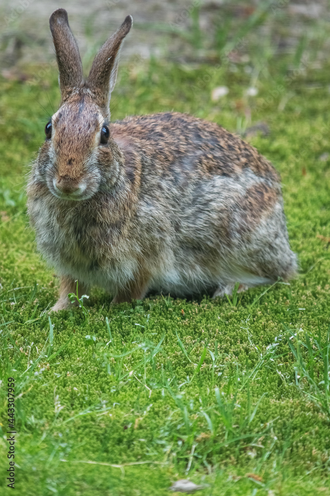 Fototapeta premium Bunny on the grass on a summer day