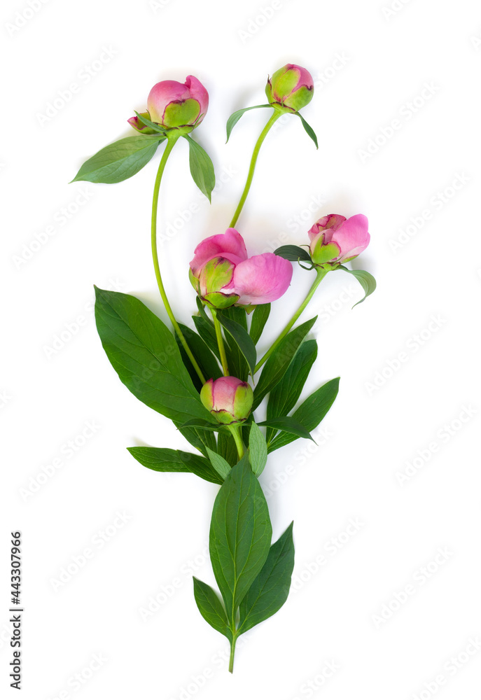 Peony flower set isolated on white background. Set flower. Postcard for congratulations or invitations.