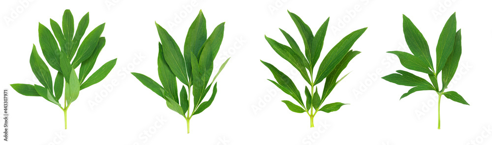 Set of green peony leaves on white isolated background. Set of green peony leaves on white isolated background.