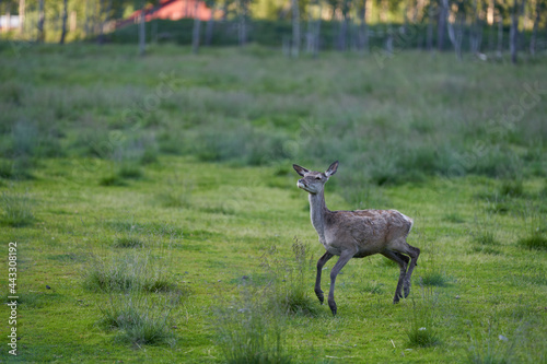 Deer in Hemsedal, Norway. Deer are running freely in the wild mountains of Hemsedal.  © SteinOve