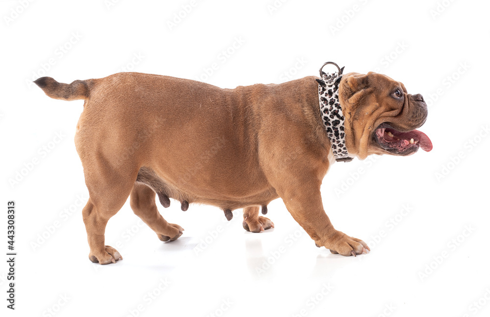 Obraz premium Portrait of an american bully dog