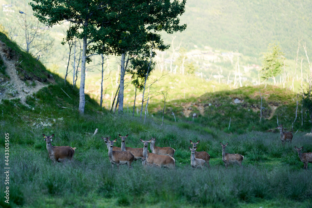 Deer in Hemsedal, Norway. Deer are running freely in the wild mountains of Hemsedal. Deer in Hemsedal, Norway. Deer are running freely in the wild mountains of Hemsedal.