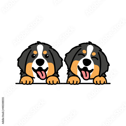Cute bernese mountain puppy cartoon, vector illustration photo