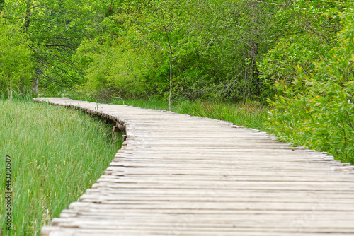 View of wooden deck among tall green grass with rock behind and bushes in Plitvice Lakes National Park in Croatia. lifestyle, walking in park, healthy vacation. wallpaper, postcard