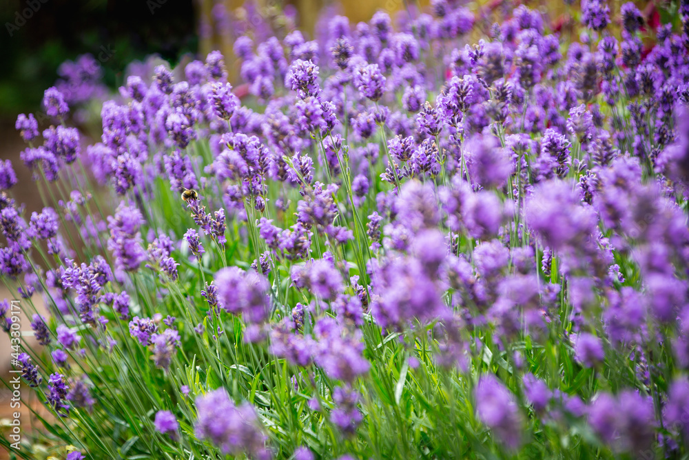 A beautiful bed of lavender with a bumblebee on one of the stems of flowers. A beautiful bed of lavender with a bumblebee on one of the stems of flowers.