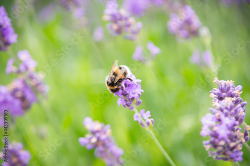 Bumblebee on beautiful lavender flowers