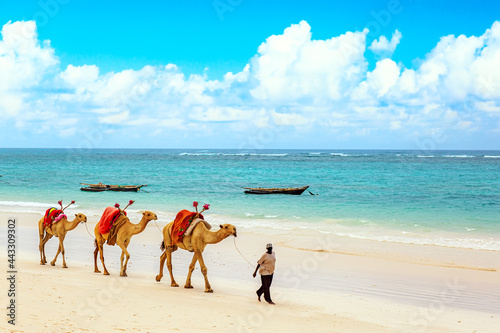 Fototapet Camels at African sandy Diani beach, Indian ocean in Kenya, African landscape