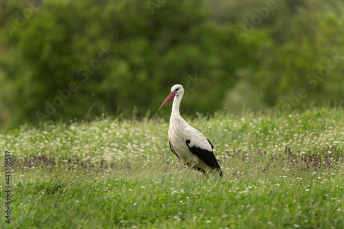 White stork looking for food in the meadow. Stork during summer migration in the Bulgaria. Summer in the Rhodope mountains. 