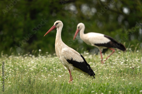 White stork looking for food in the meadow. Stork during summer migration in the Bulgaria. Summer in the Rhodope mountains. 