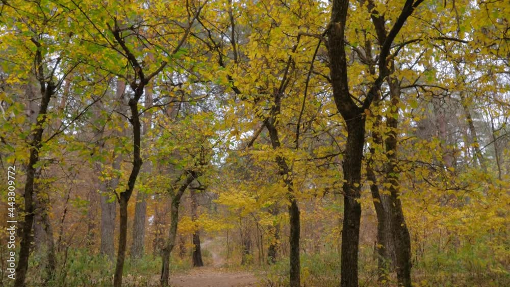 Walking through empty autumn park, forest: nobody, no people - wide angle steadicam shot. Nature, landscape and peaceful concept Walking through empty autumn park, forest: nobody, no people - wide angle steadicam shot. Nature, landscape and peaceful concept