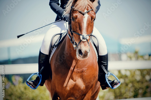 Equestrian sport. Portrait sports red stallion in the bridle. Horseback riding.