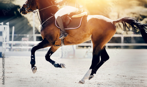 Equestrian sport. Galloping horse. © Azaliya (Elya Vatel)