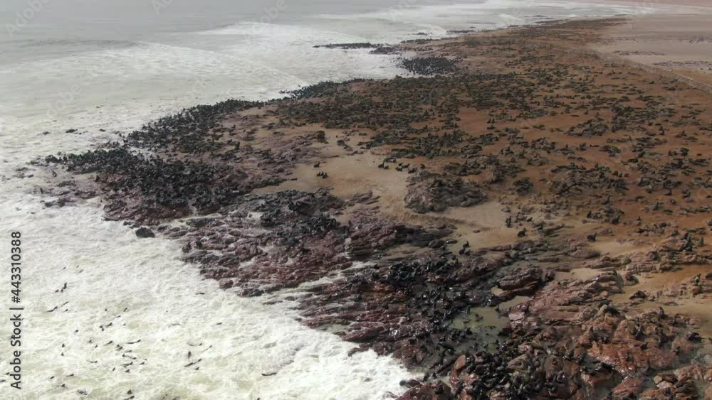 Aerial view of thousands of seals at the Cape Cross Seal Reserve on the Skeleton Coast in Namibia. Cape Cross is home to one of the largest colonies of Cape fur seals in the world. Aerial view of thousands of seals at the Cape Cross Seal Reserve on the Skeleton Coast in Namibia. Cape Cross is home to one of the largest colonies of Cape fur seals in the world.