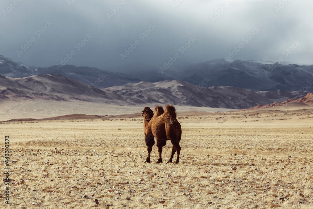 Obraz premium A camel in the Mongolian steppe. Mountain view.