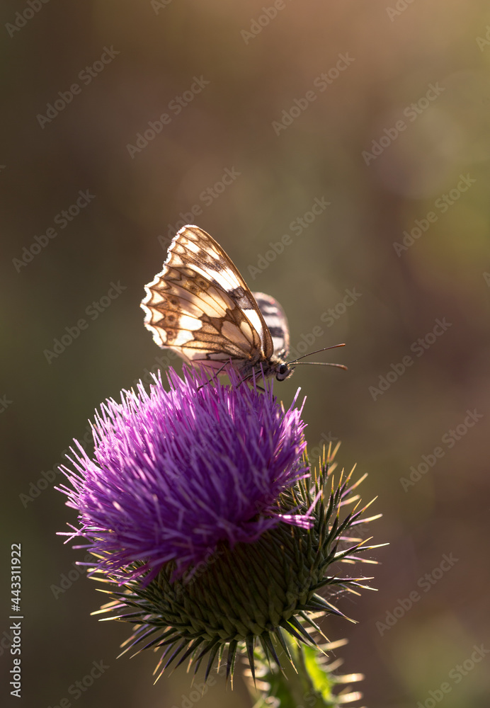 Marbled white butterfly on purple thistle with bokeh light from behind romantic macro Marbled white butterfly on purple thistle with bokeh light from behind romantic macro