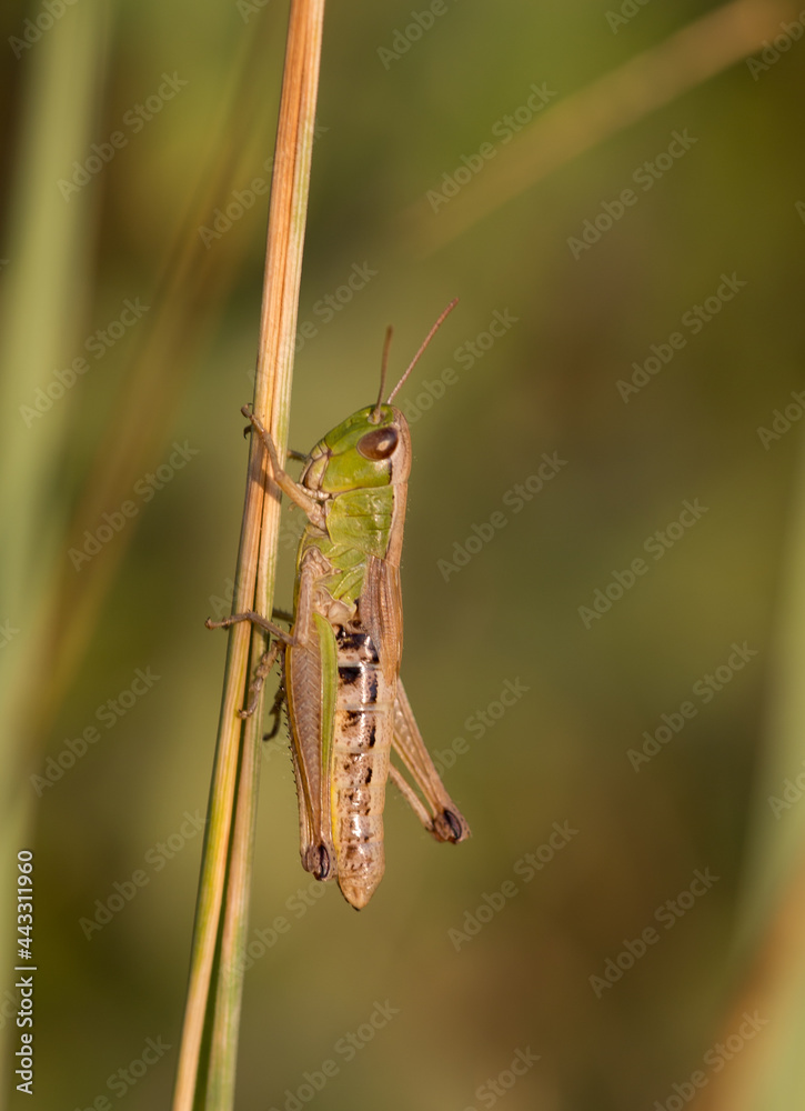 Grasshopper close up with green brown background Grasshopper close up with green brown background