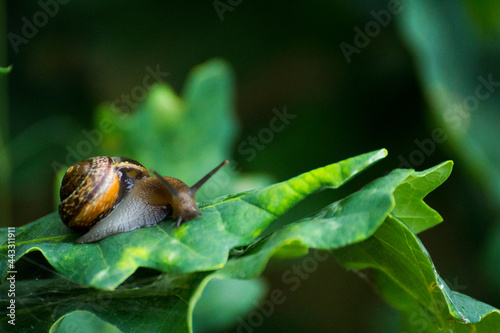little brown snail on a green oak leaf © Paulina