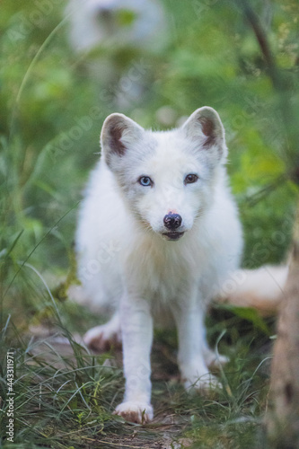 Arctic fox in summer surrounded by greenery looks at the camera