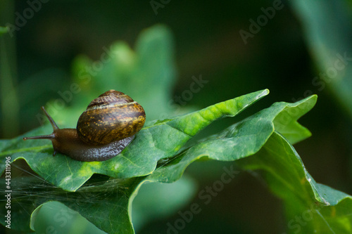 little brown snail on a green oak leaf photo