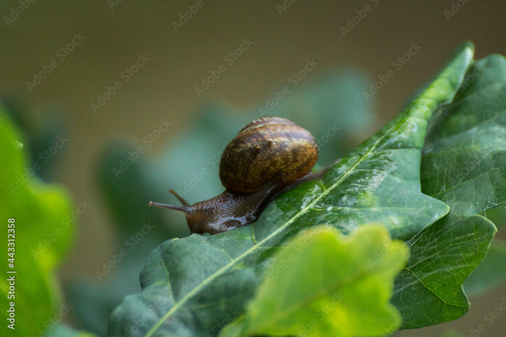 little brown snail on a green oak leaf little brown snail on a green oak leaf