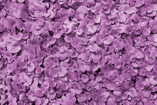 Fototapeta Naklejka Na Ścianę i Meble -  Natural background of purple leaves plants